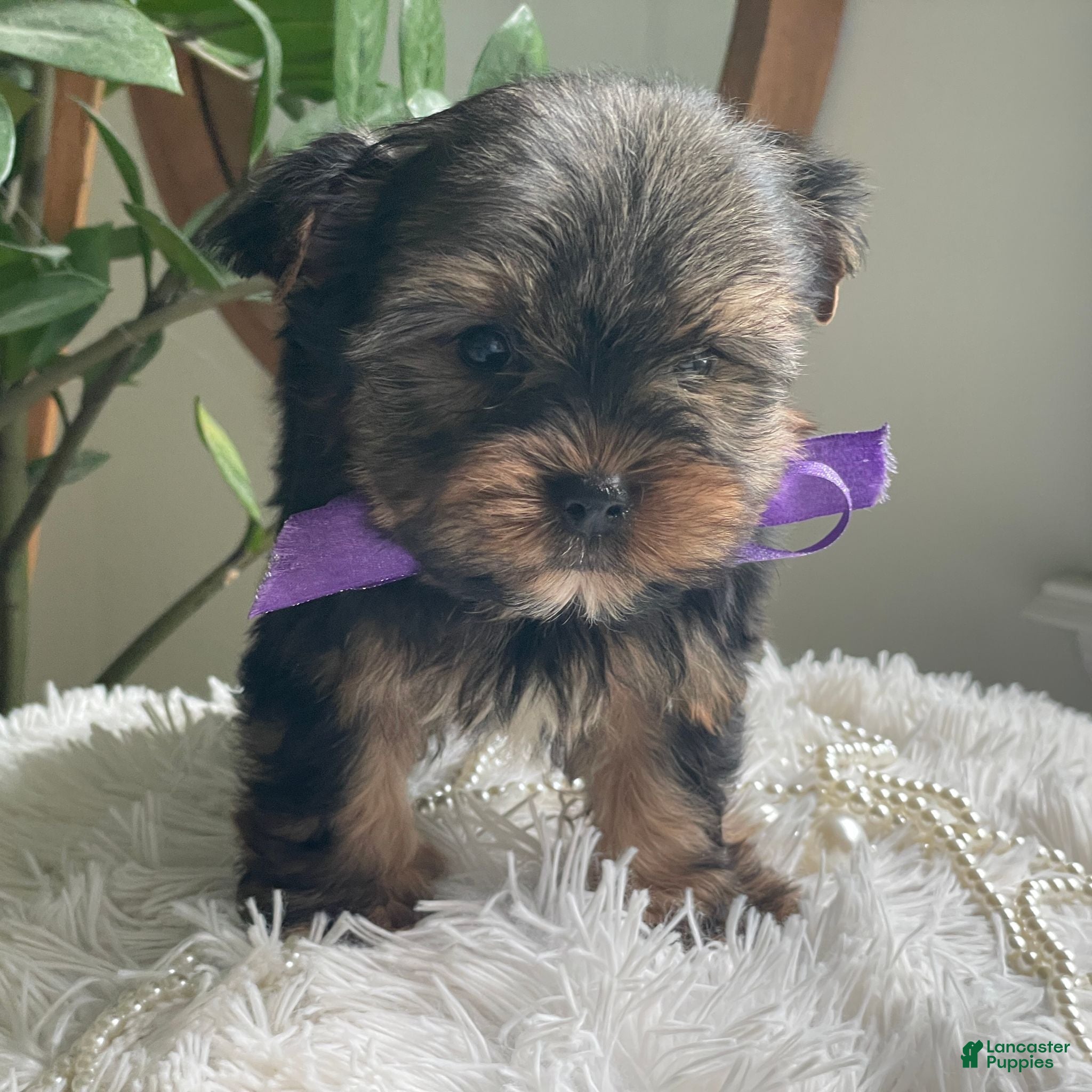Yorkshire Terrier dogs Tucker - Ad 1