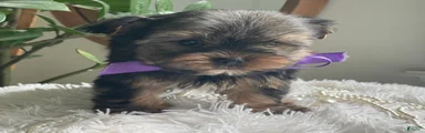 Tucker