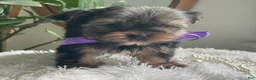 Yorkshire Terrier dogs for sale: Tucker - Ad 1