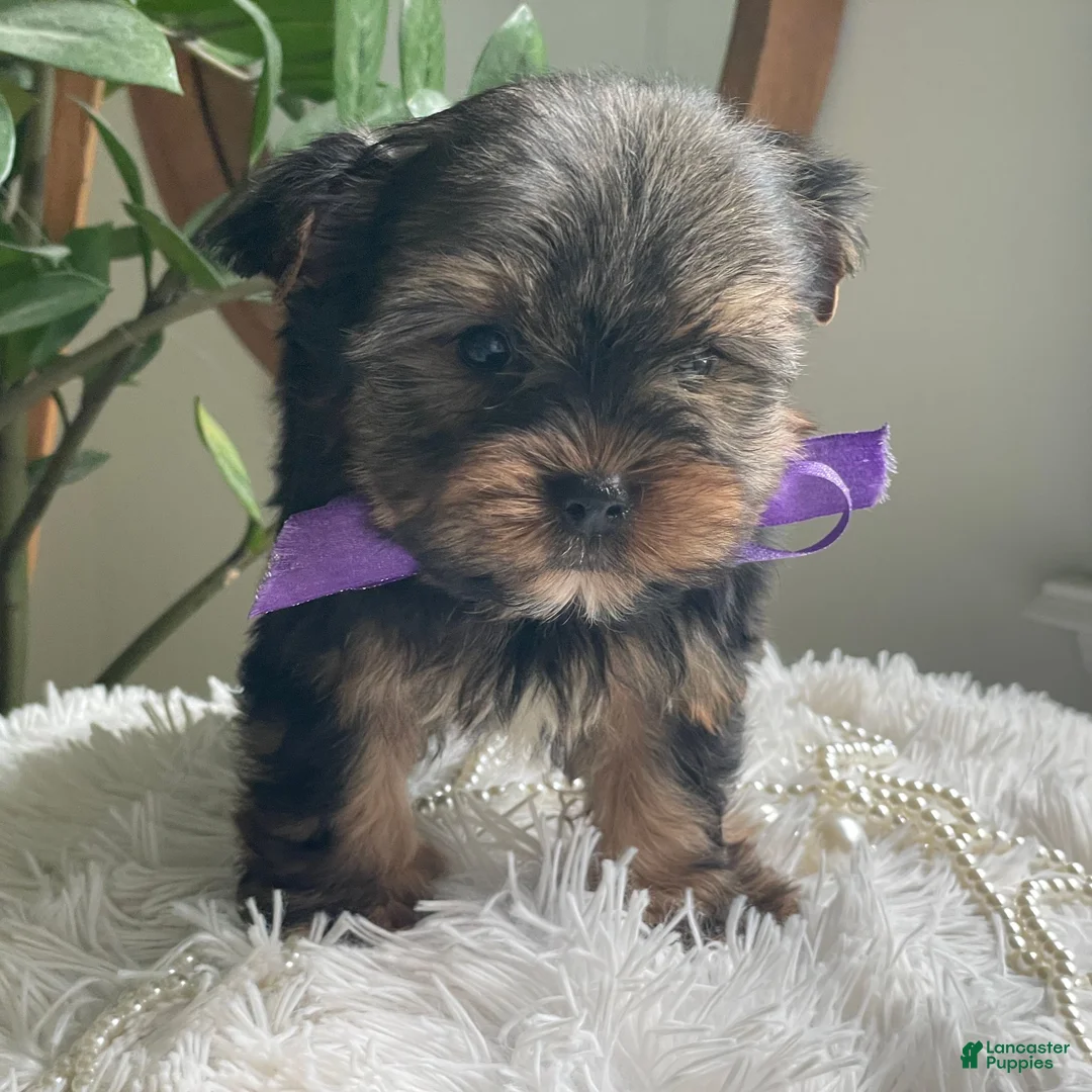 Yorkshire Terrier dogs for sale: Tucker - Ad 1
