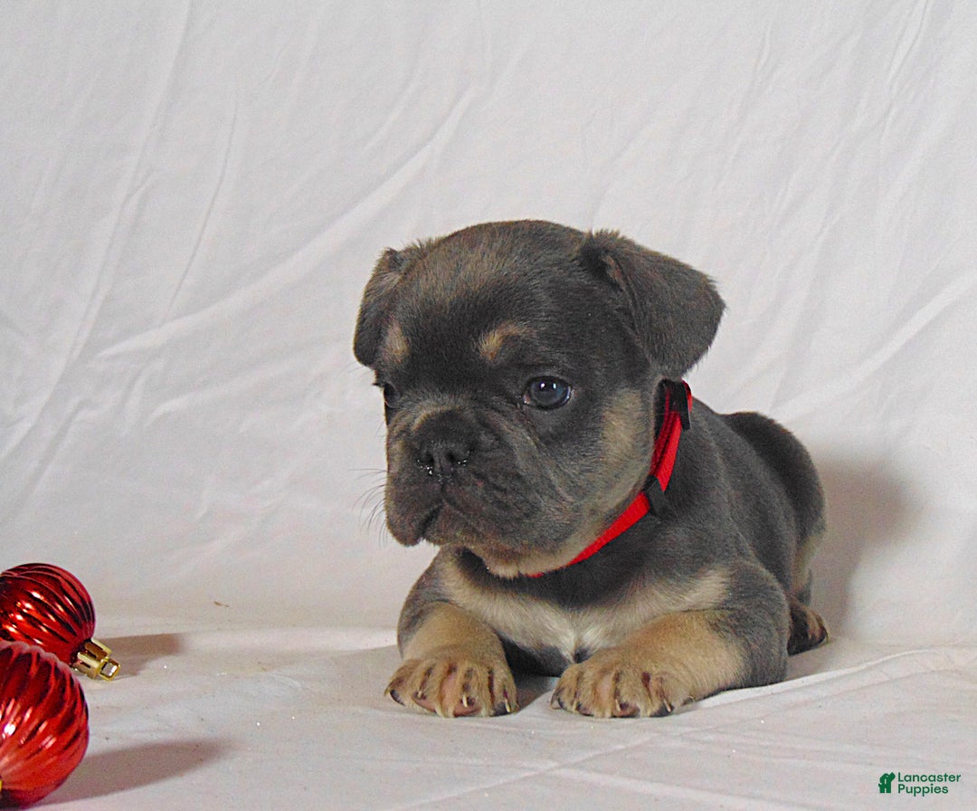 French Bulldog dogs for sale: Todd - Ad 3