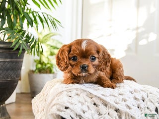 Cavalier King Charles Spaniel dogs for sale: Cinnamon - Ad 2