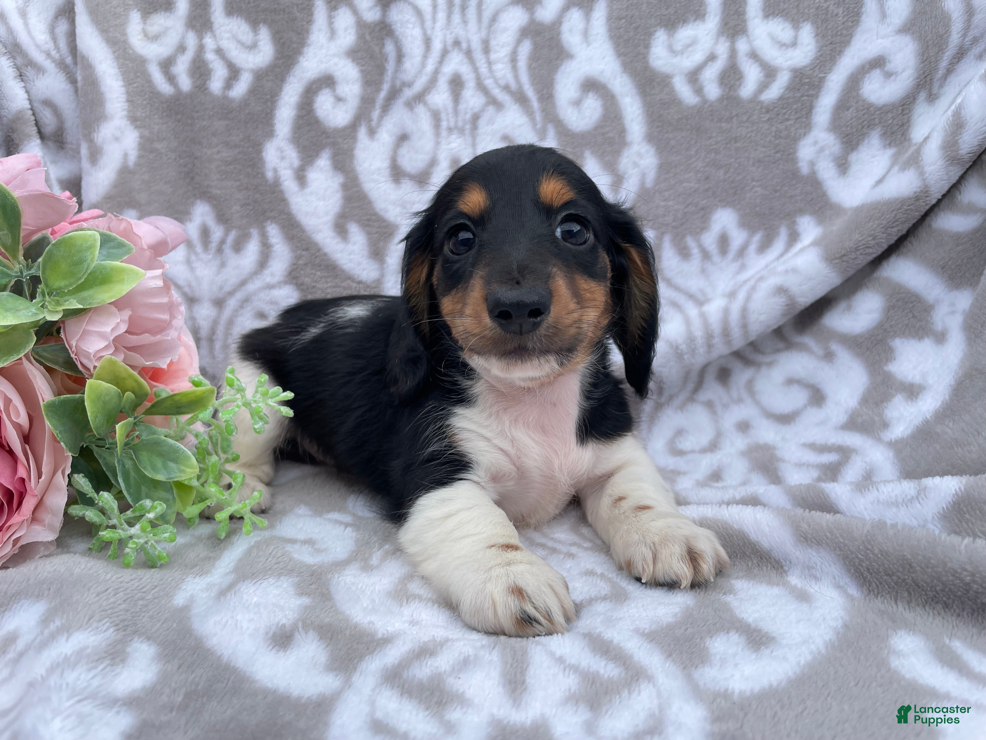 Miniature Dachshund dogs Hazel - Ad 2