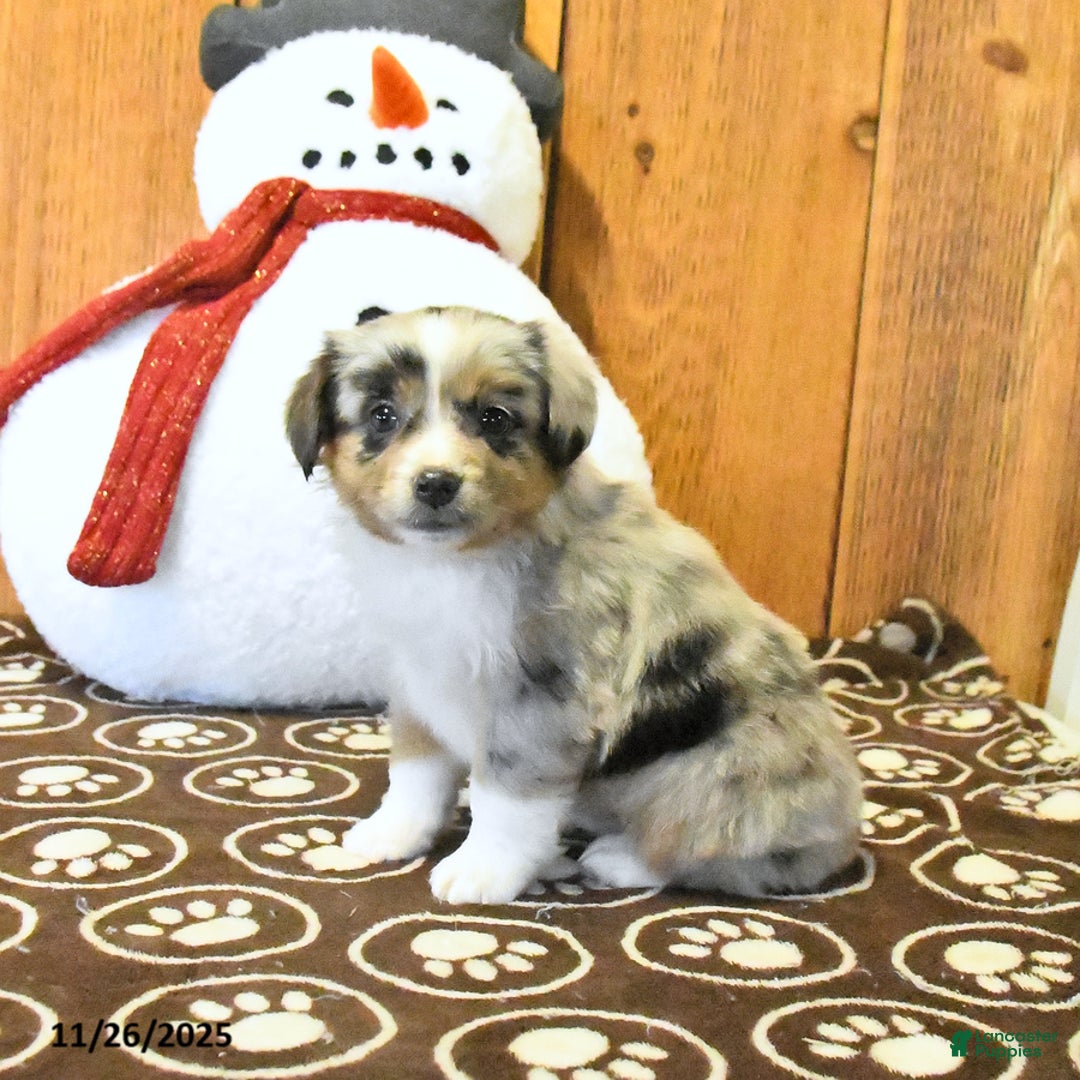 Miniature Australian Shepherd dogs for sale: Victor - Ad 2