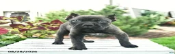 Cane Corso dogs for sale: Duke  - Ad 5