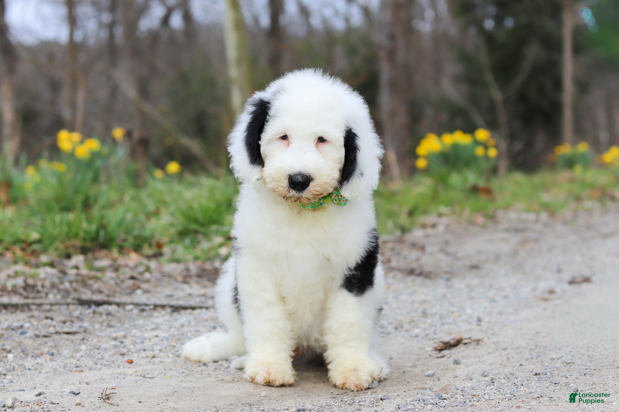 Sheepadoodle dogs Luke - Ad 1