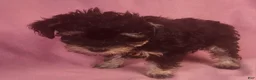 Yorkiepoo dogs for sale: LaDazzle Nina~ - Ad 4