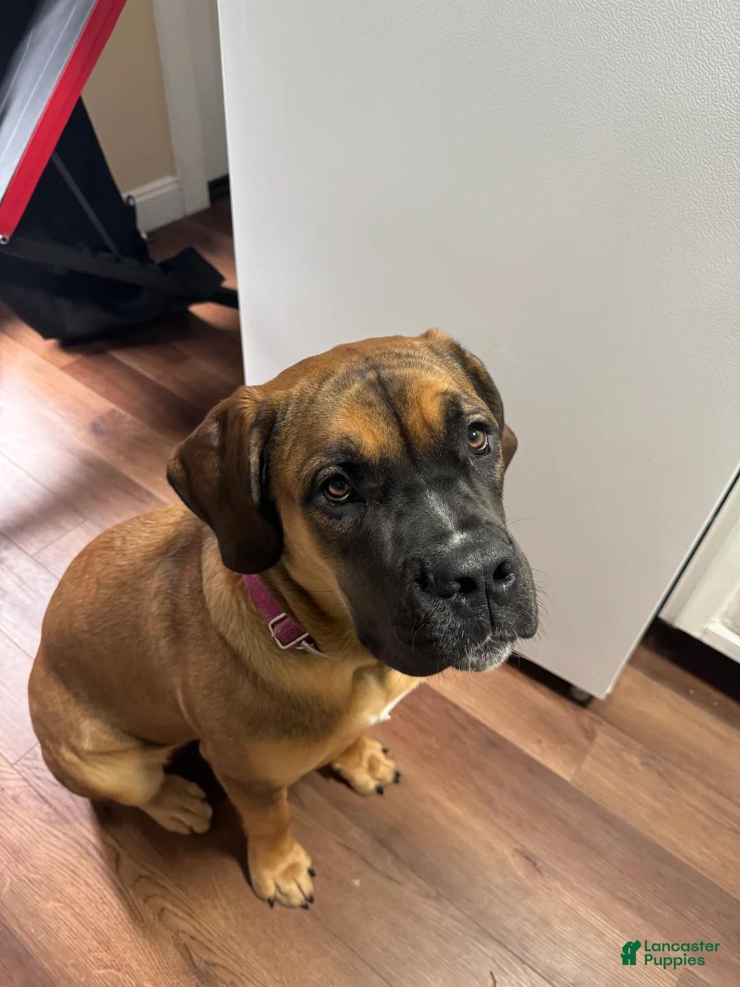South African Boerboels dogs for sale: Boerboel female - Ad 2