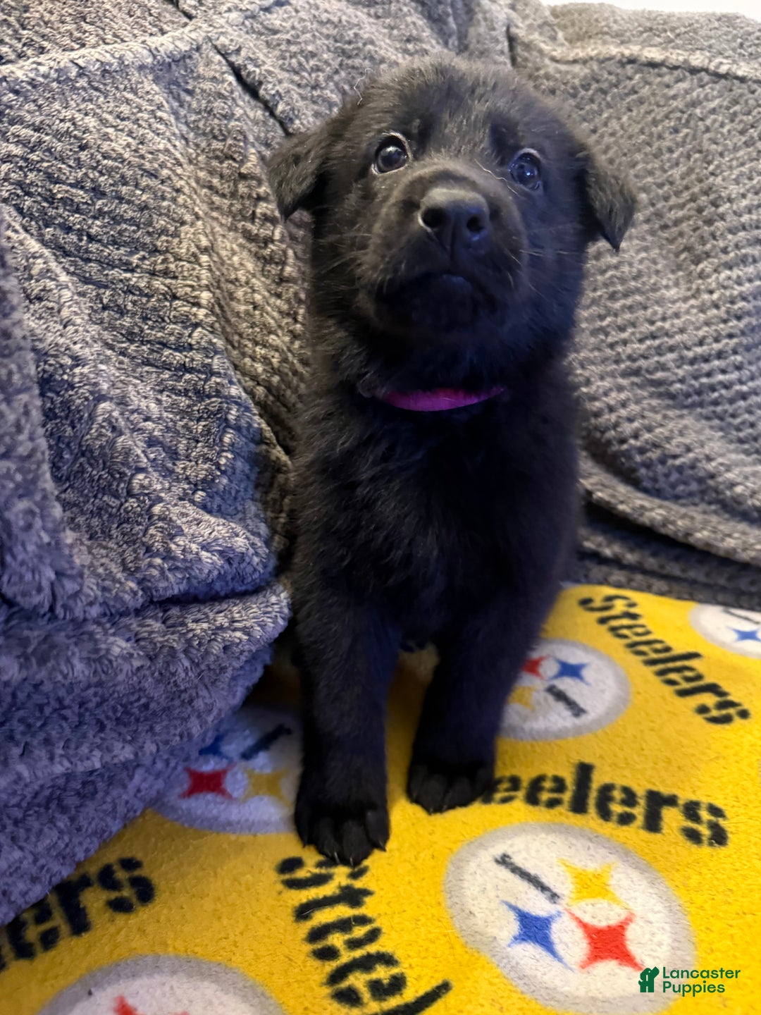 German Shepherd dogs for sale: Robin  - Ad 1