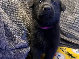 German Shepherd dogs Robin - Ad 39