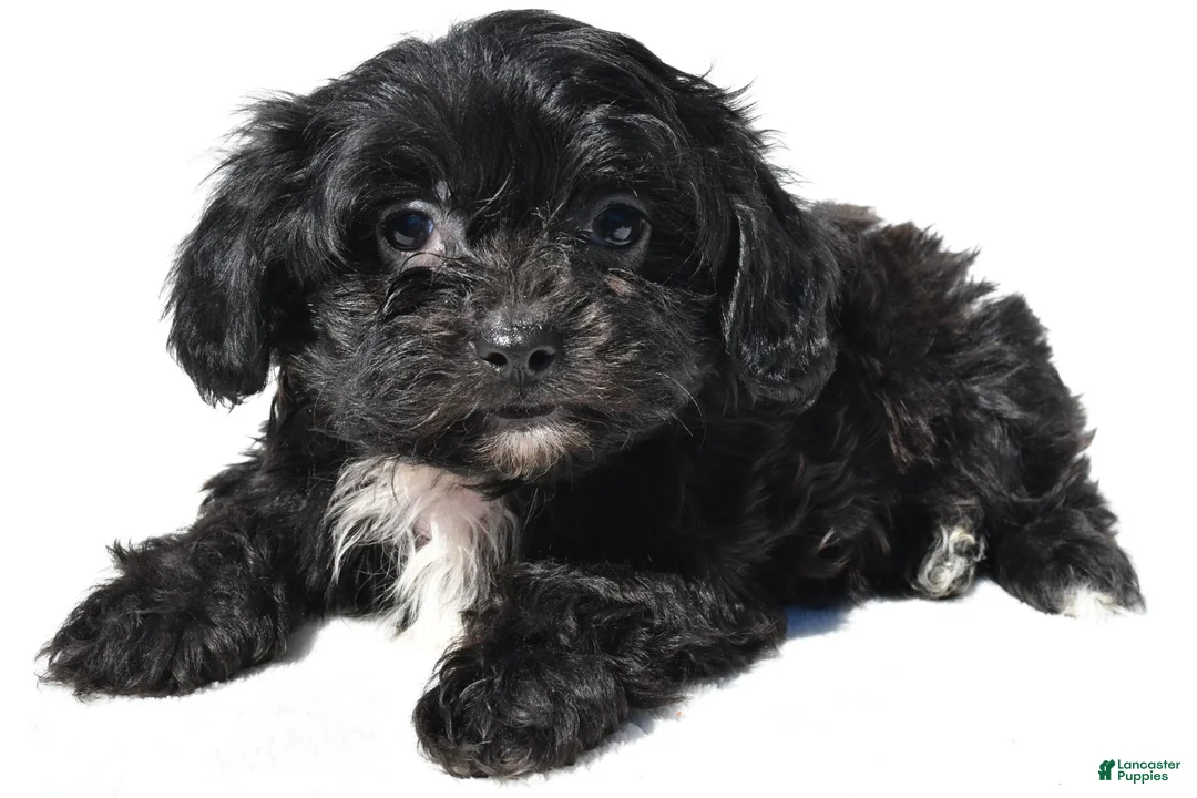 Shihpoo dogs for sale: Carter - Ad 1