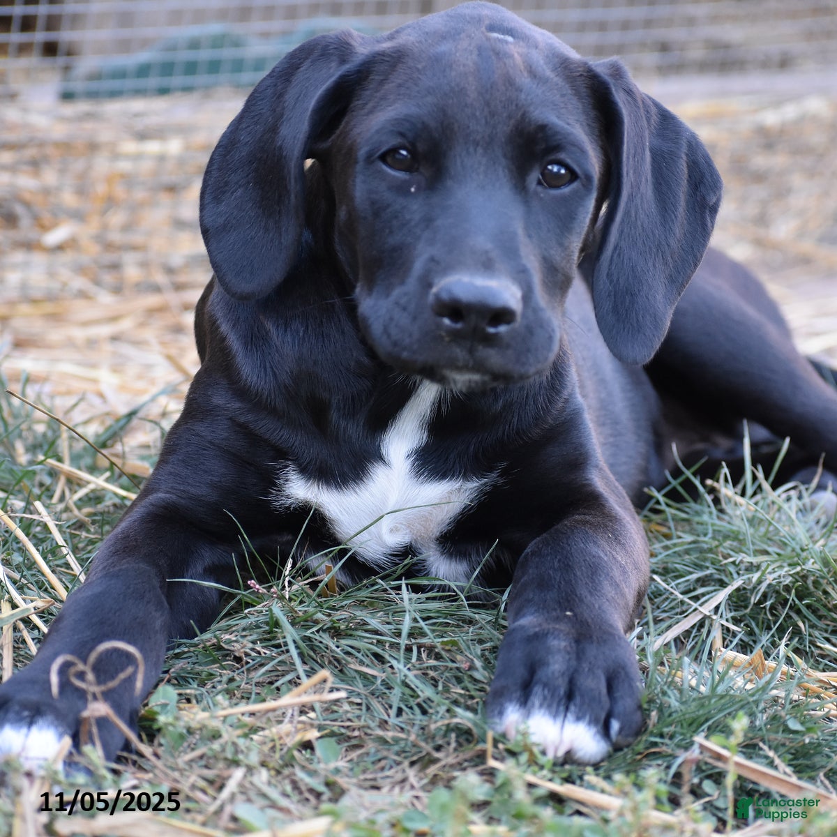 Mixed Breed dogs Triscuit - Ad 5