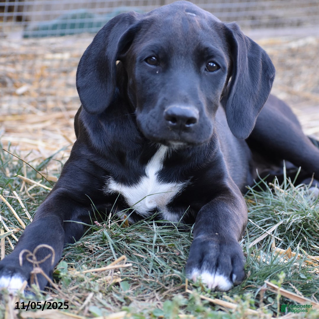 Mixed Breed dogs for sale: Triscuit - Ad 1