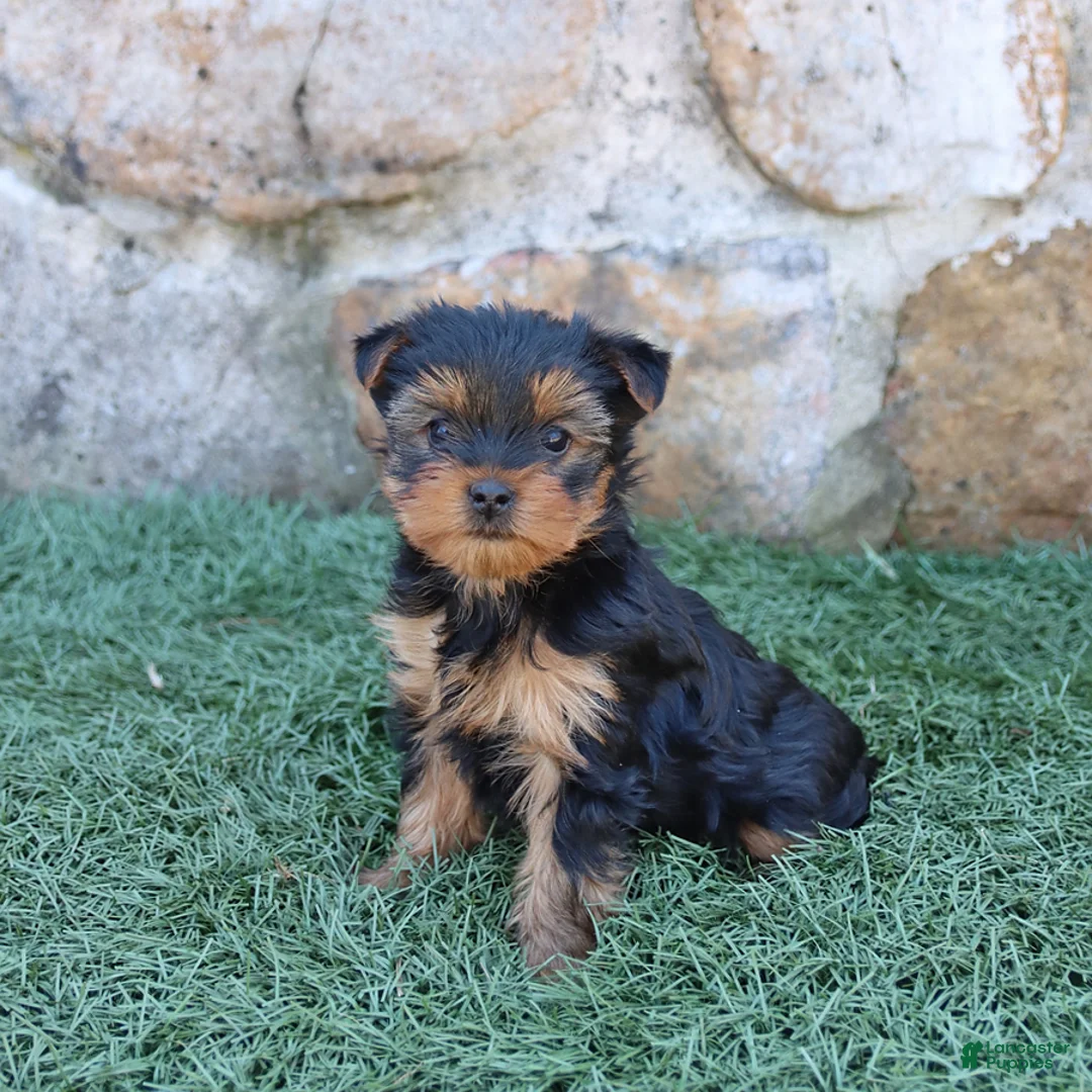 Yorkshire Terrier dogs for sale: Asher - Ad 1