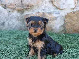 Yorkshire Terrier dogs for sale: Asher - Ad 1