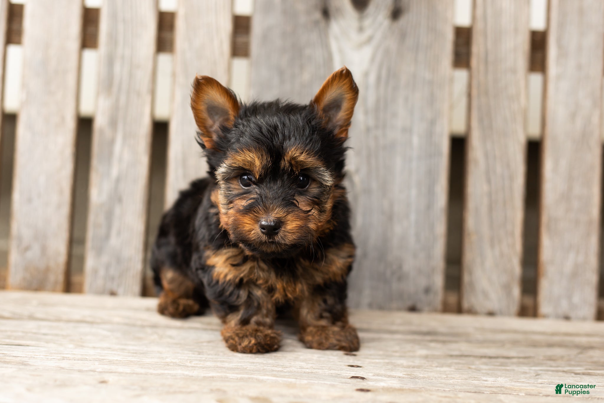 Yorkshire Terrier dogs Merlin  - Ad 14