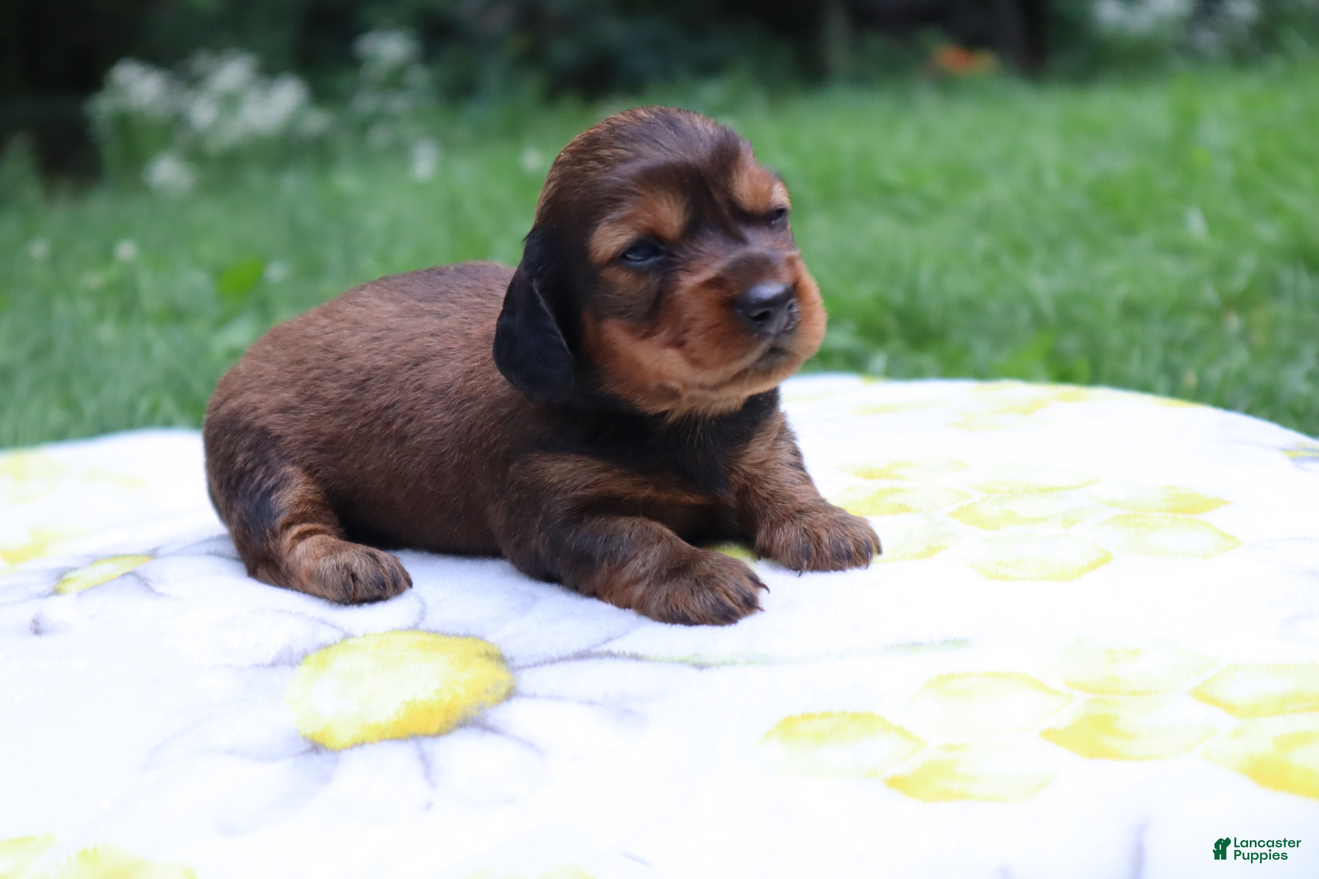 Miniature Dachshund dogs Macy - Ad 2