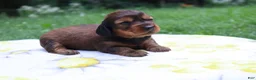Miniature Dachshund dogs for sale: Macy - Ad 2