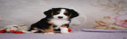 Mini Bernedoodle dogs for sale: Ben - Ad 4