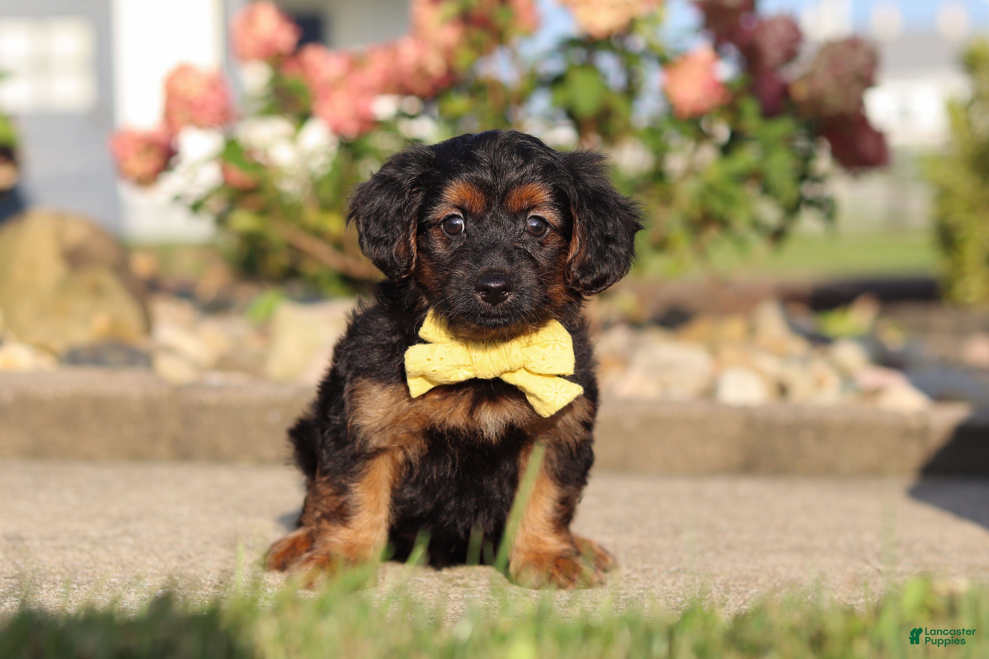 Yorkiepoo dogs Patter - Ad 1