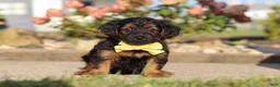 Yorkiepoo dogs for sale: Patter - Ad 1