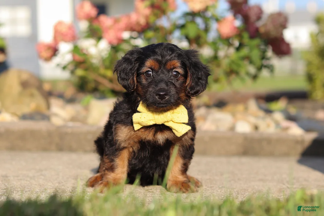 Yorkiepoo dogs for sale: Patter - Ad 1