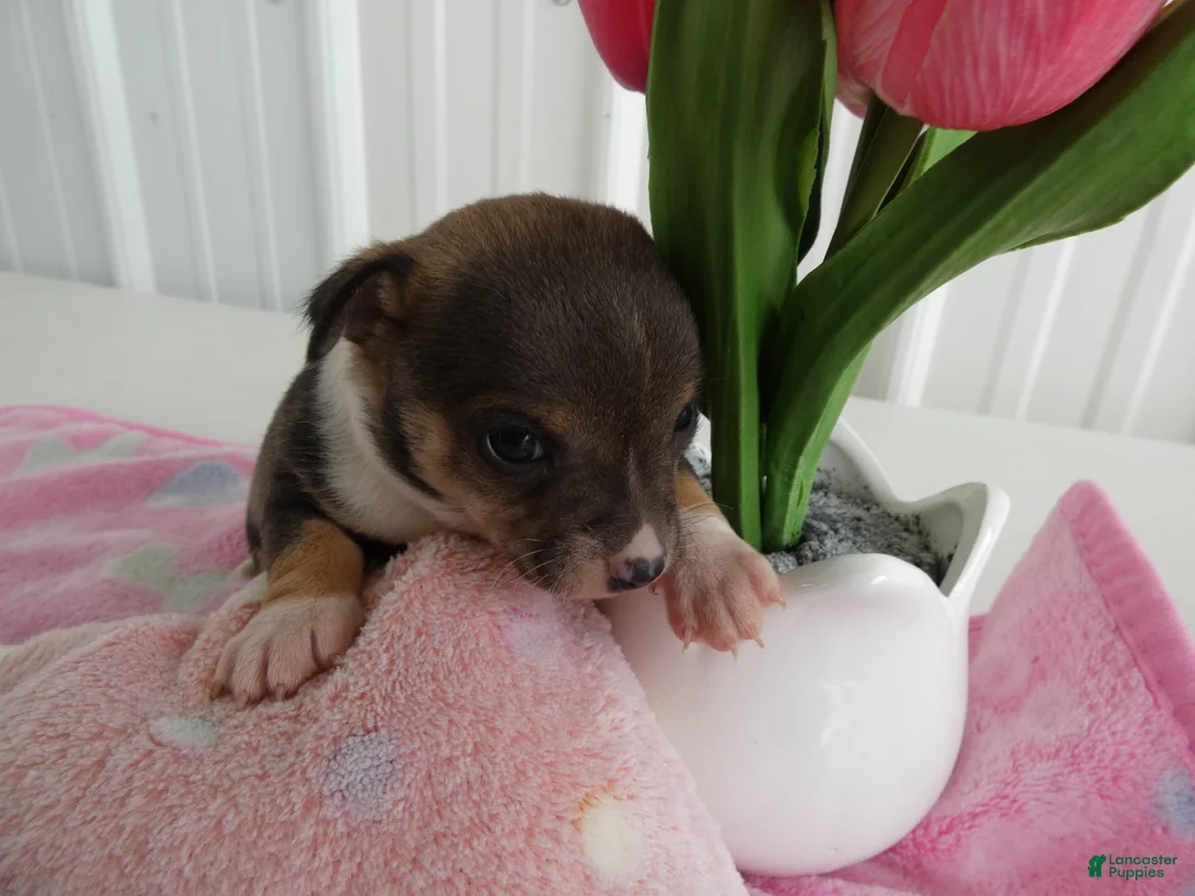 Chihuahua dogs for sale: Chihuahua Puppy 2 Scout - Ad 5