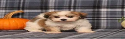 Teddy Bear dogs for sale: Fergus - Ad 3