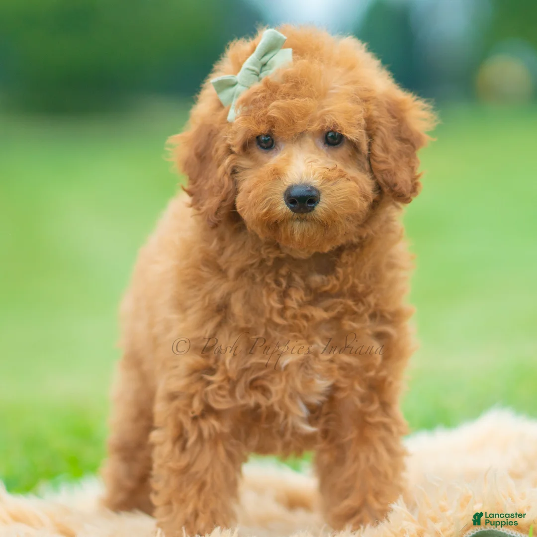 Maltipoo dogs for sale: Callie - Ad 2