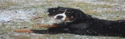Bernese Mountain Dog dogs for sale: Bernese Mountain Dog Puppy 4 - Ad 4