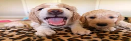 Goldendoodle dogs for sale: Goldie  - Ad 5