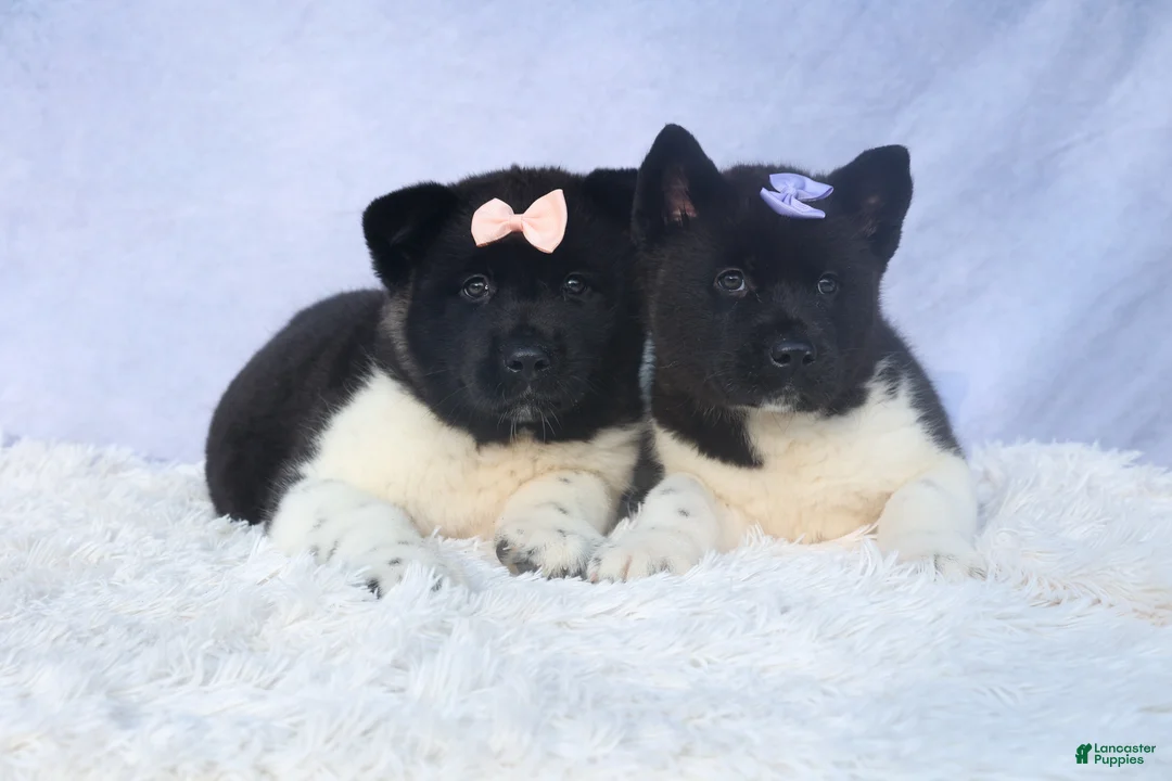 Akita dogs for sale: Oakley - Ad 14
