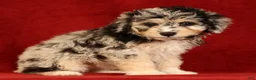 Mini Aussiedoodle dogs for sale: Cutie - Ad 3