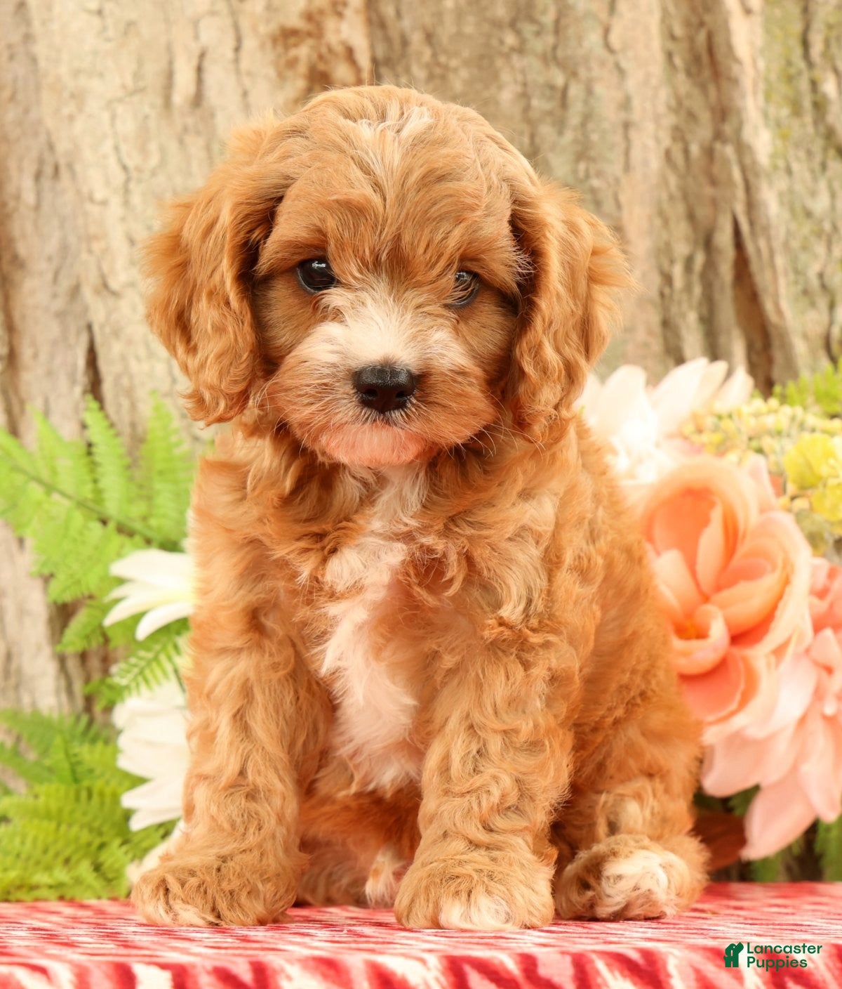 Cavapoo dogs Jasper - Ad 2
