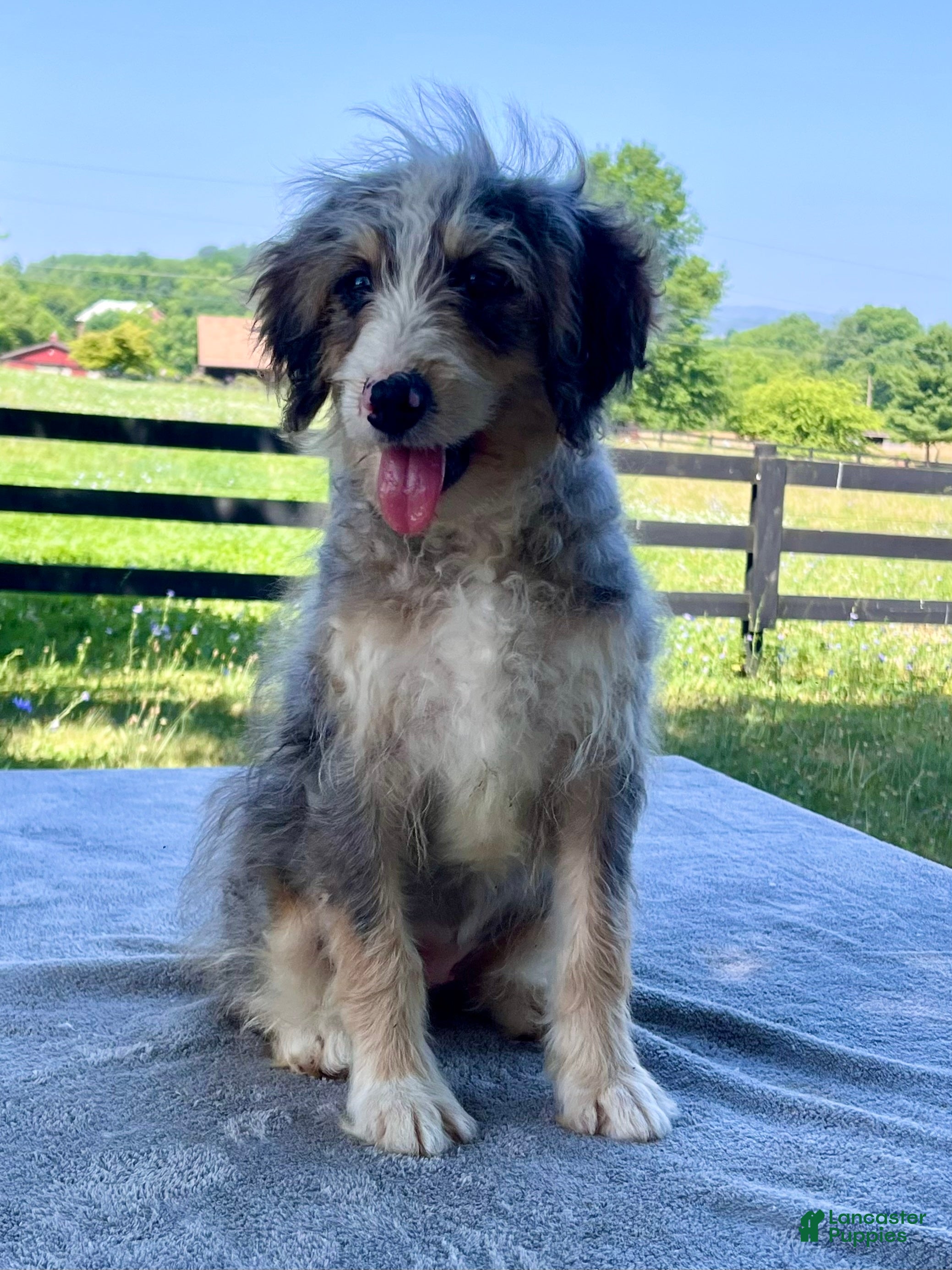 Bernedoodle dogs Vickie - Ad 1
