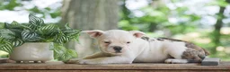 Olde English Bulldogge dogs for sale: Apple - Ad 2