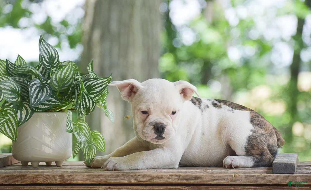 Olde English Bulldogge dogs for sale: Apple - Ad 2