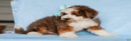 Mini Bernedoodle dogs for sale: Scottie - Ad 4