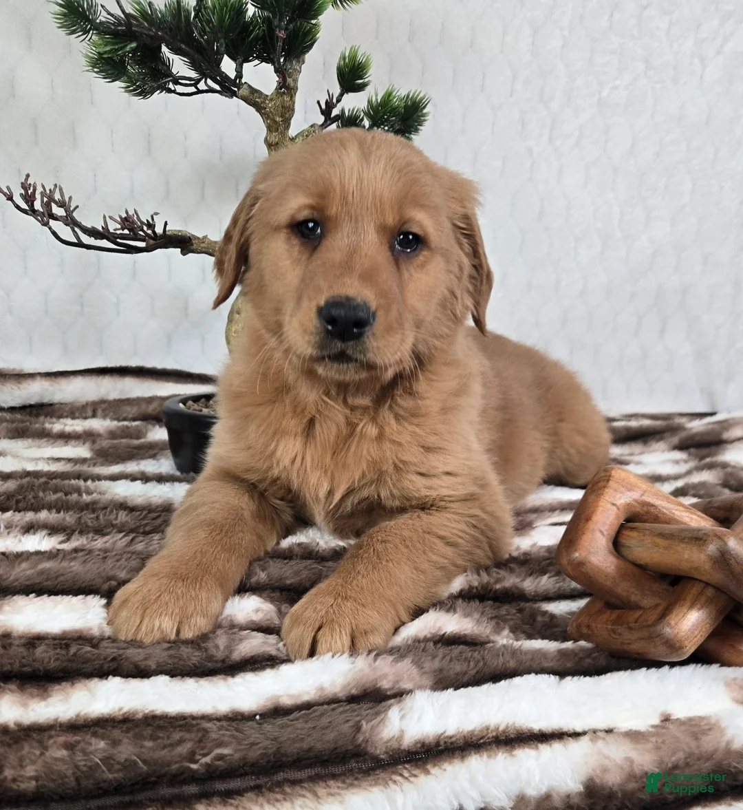Golden Retriever dogs for sale: Graham  - Ad 3