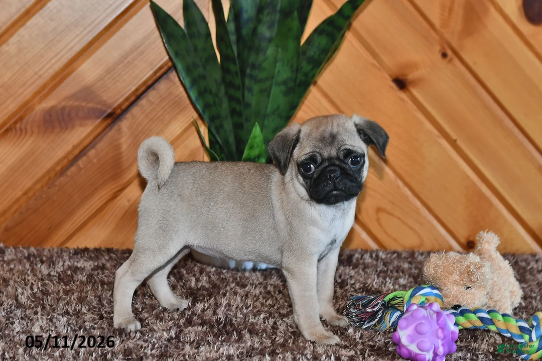 Pug dogs for sale: Izzy - Ad 1