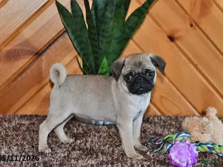 Pug dogs for sale: Izzy - Ad 1