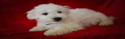 Maltese dogs for sale: Bryson 🐾 - Ad 11
