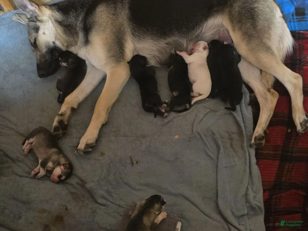 Gerberian Shepsky dogs for sale: Gerberian Shepsky 1 - Ad 2