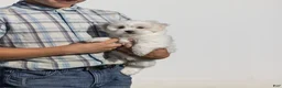 Coton De Tulear dogs for sale: Magnolia - Ad 3