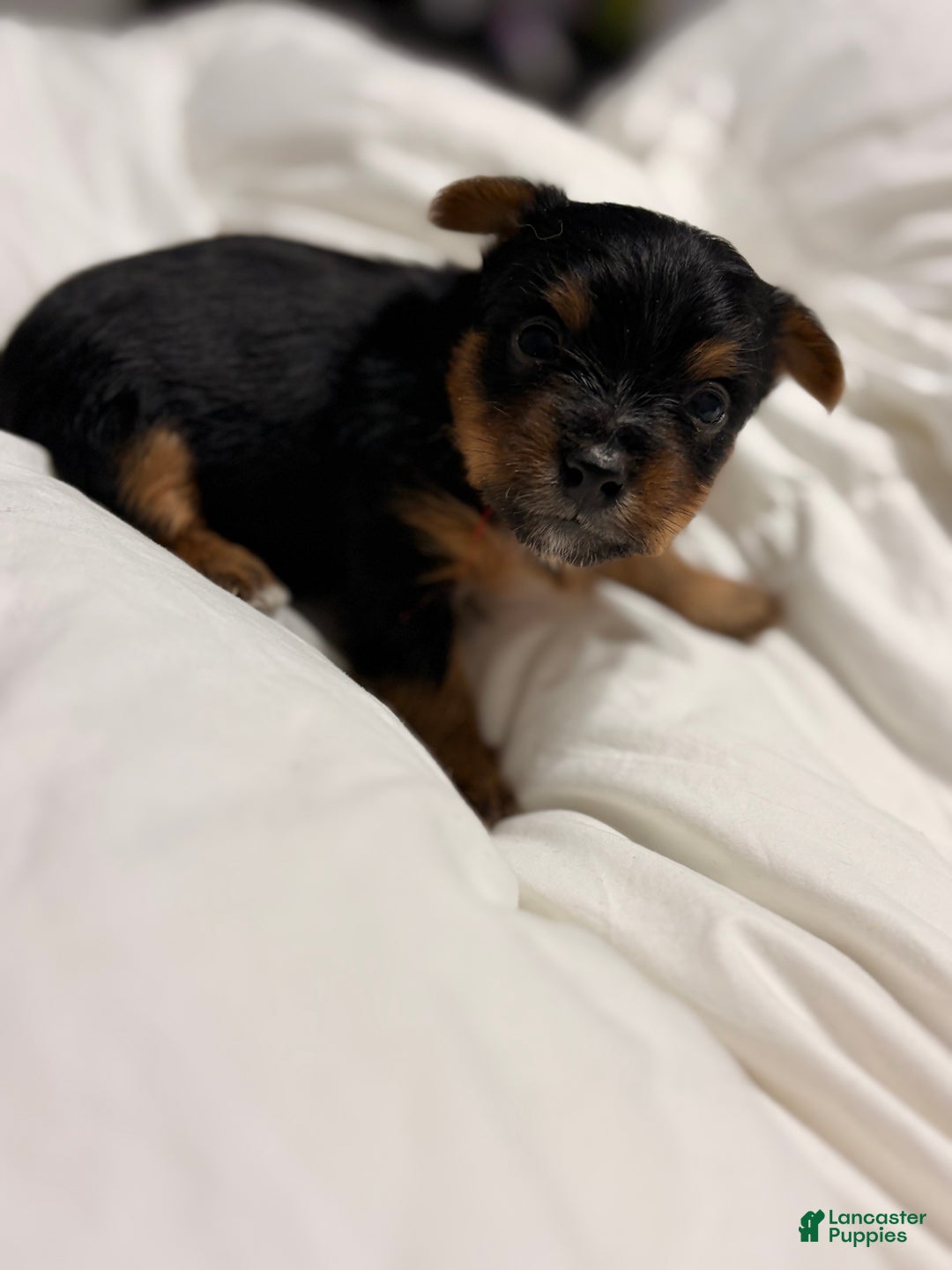 Yorkshire Terrier dogs for sale: Peewee - Ad 3