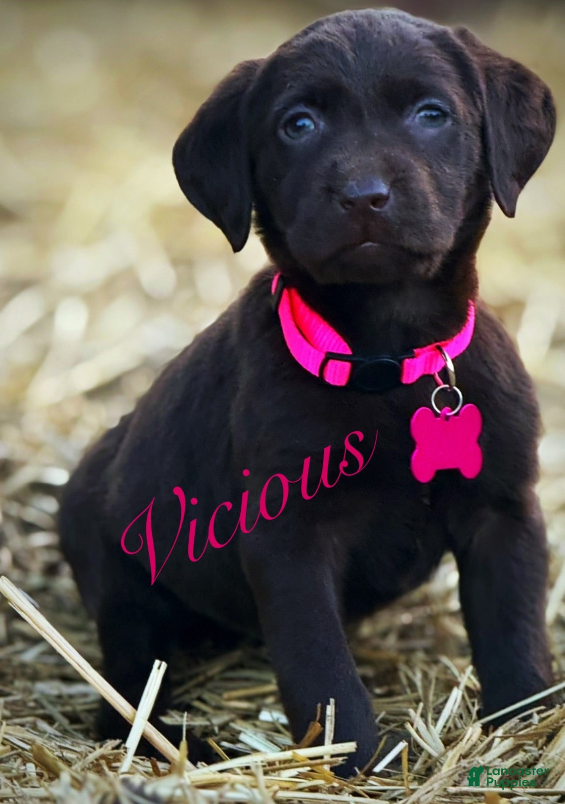 Labrador Retriever dogs Labrador Retriever Puppy 1 - Ad 1