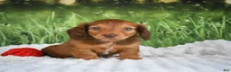 Miniature Dachshund dogs for sale: AKC Dillon - Ad 3