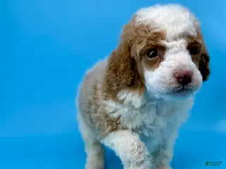 Miniature Poodle dogs Cranberry - Ad 22