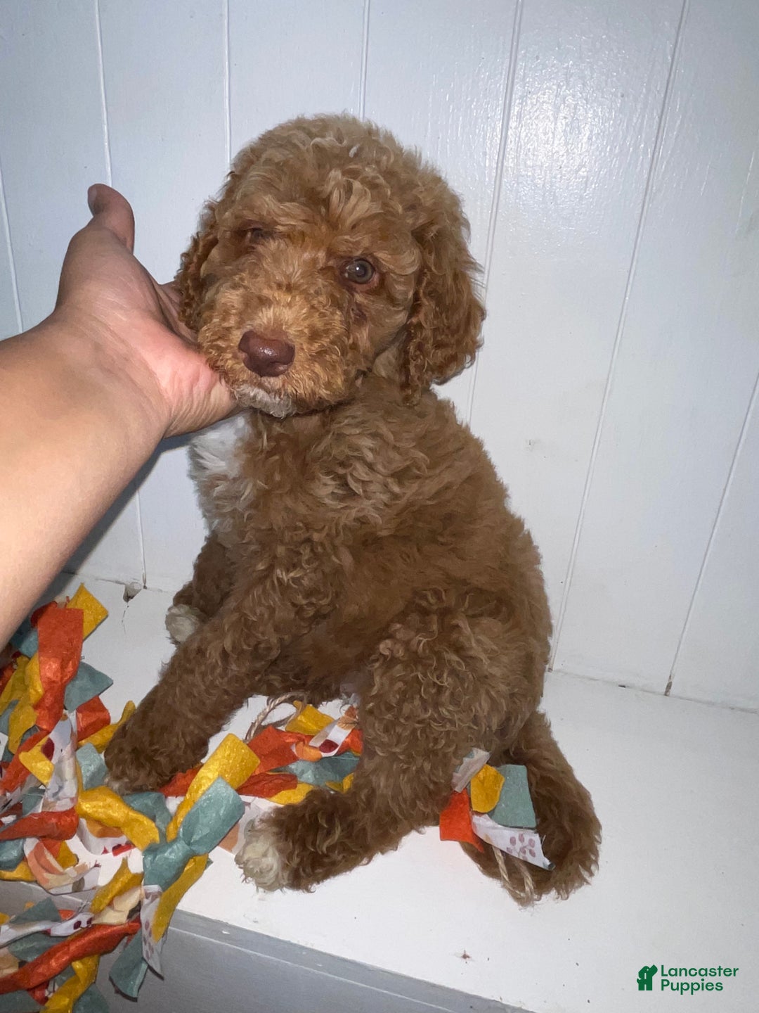 Standard Poodle dogs for sale: Standard Poodle Puppy 1 - Ad 7