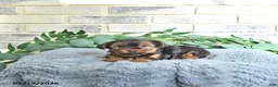 Yorkshire Terrier dogs for sale: Victor - Ad 4